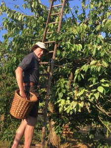 cherries-picked-by-hand-at-orchard-pods