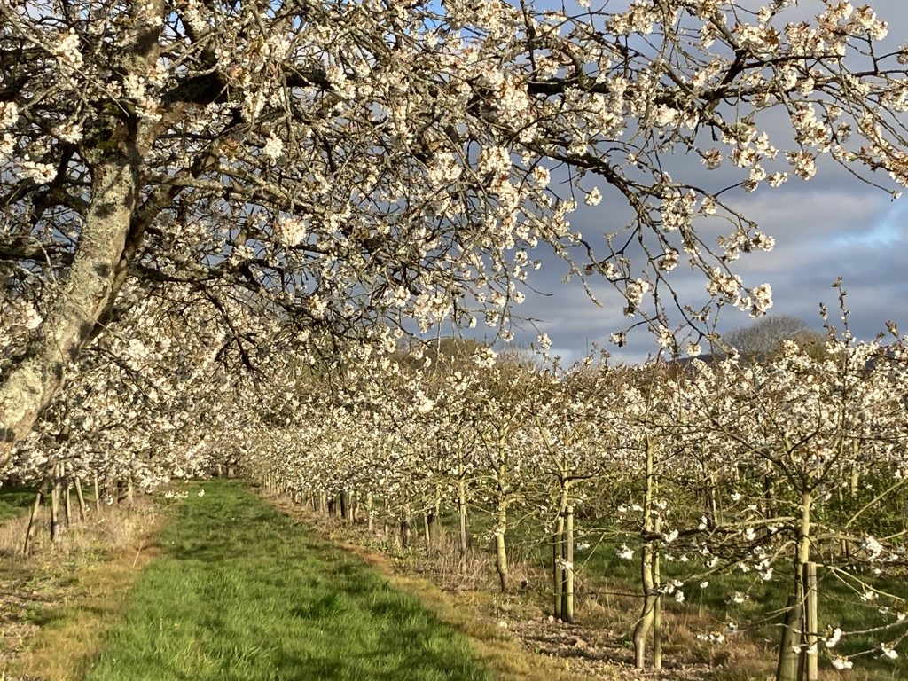 Orchard-pods-cherry-blossom