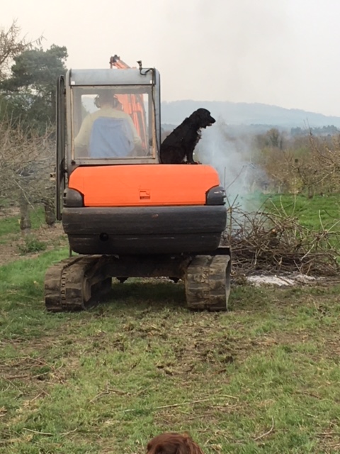 Rob-working-in-the-orchard