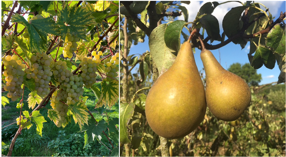Orchard-pods-autumn-fruit