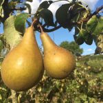 Pears 2017
