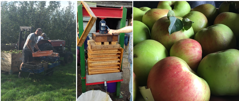 orchard-pods-apple-pressing