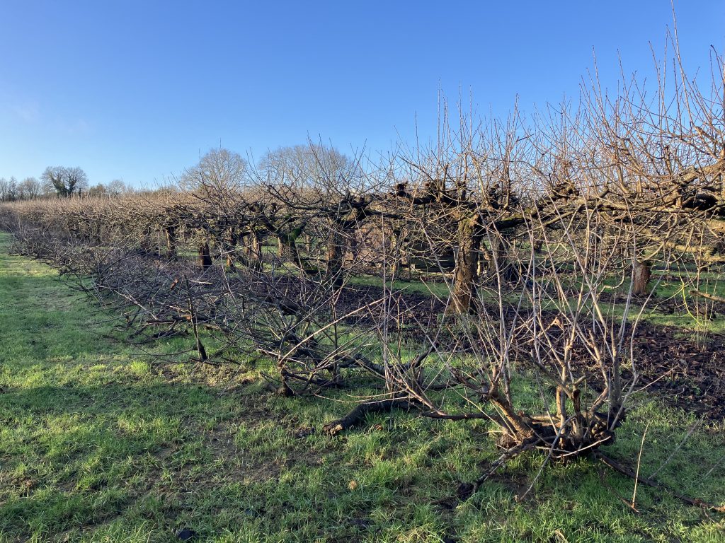 Orchard-pods-pruning-cherry-trees