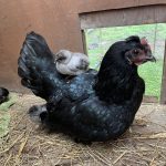 orchard-pods-chicken-with-chicks