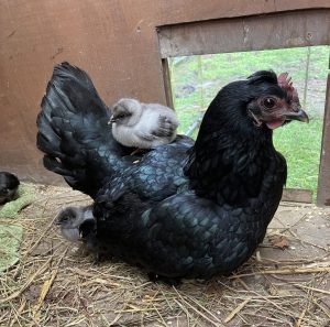 orchard-pods-chicken-with-chicks