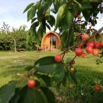 Long-orchard-pod-amongst-the-cherries-glamping-at-orchard-pods Long-orchard-pod-amongst-the-cherries-glamping-at-orchard-pods