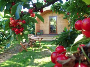 Sunburst-pod-orchard-pods-surrounded-by-cherries