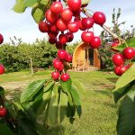 stay-in-a-glamping-pod-in-a-cherry-orchard