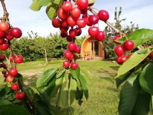 stay-in-a-glamping-pod-in-a-cherry-orchard