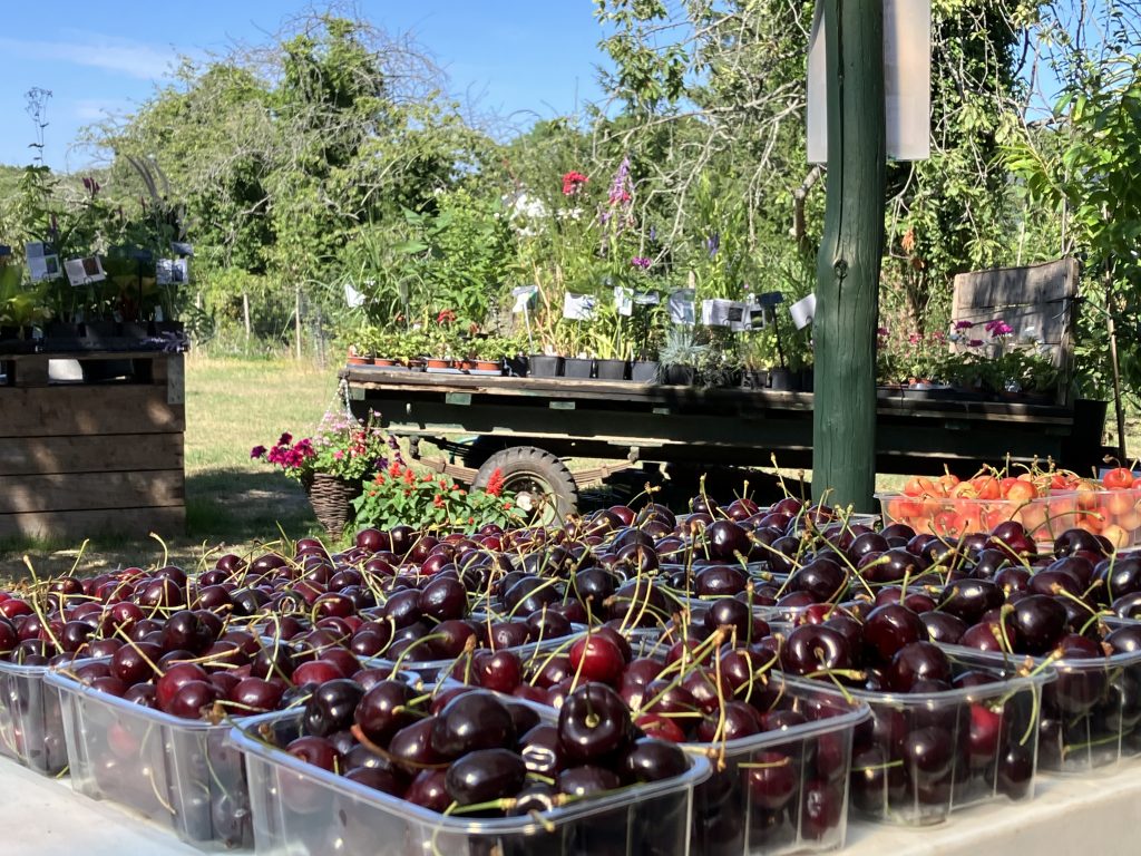 cherries-for-sale-at-orchard-pods